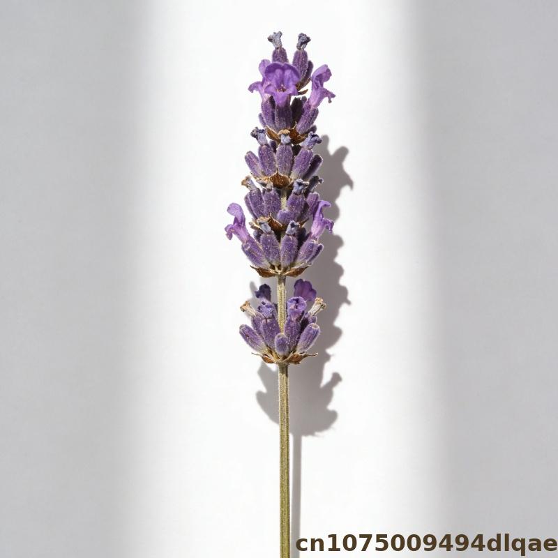 Lavend Flower For Potpourri Sa - Potpourri Dried Flower のレビューと価格