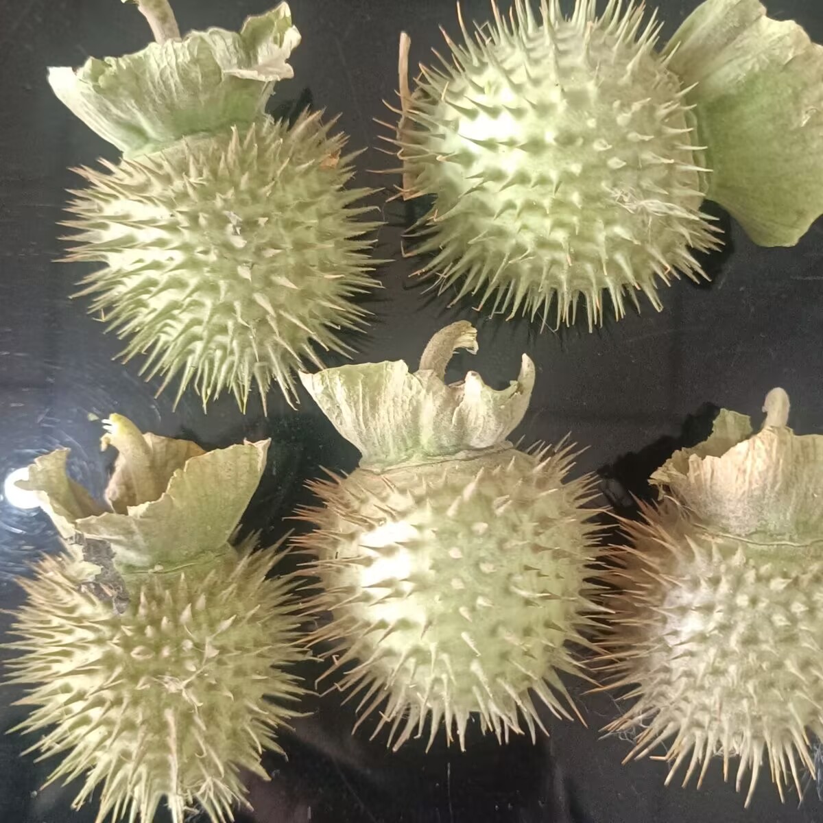 High-Quality Natural Dried Dat - Potpourri Dried Flower のレビューと価格