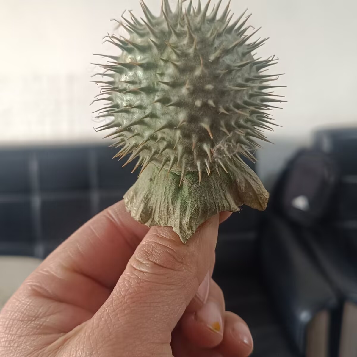 High Quality Natural Datura Dr - Potpourri Dried Flower のレビューと価格