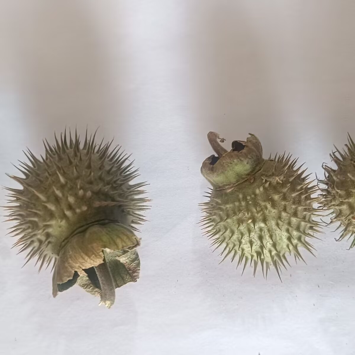 High Quality Natural Datura Dr - Potpourri Dried Flower のレビューと価格