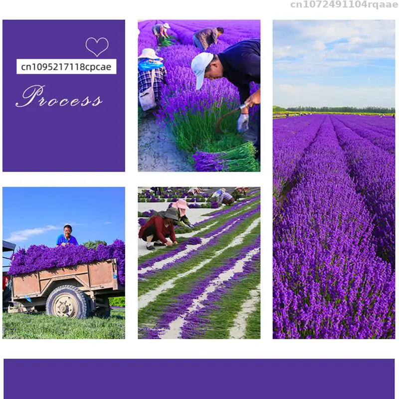 100% Natural 6A Lavender Dried - Potpourri Dried Flower のレビューと価格